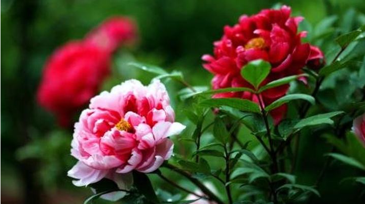 ff00bdb50d.png 圖片10.png